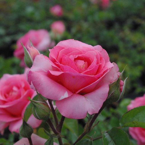 Rosa First Edition™ - roz - Trandafir copac cu trunchi înalt - cu flori în buchet - coroană tufiș